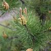 Lodgepole Pine #5 - Image 2